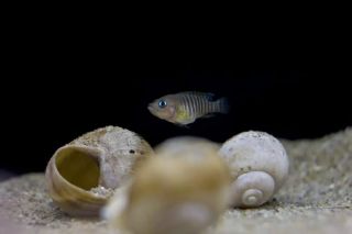 Krásně vybarvená samička Neolamprologus multifasciatus, plně zajikřená a připravená se opět třít! Neuvěřitelně jim...