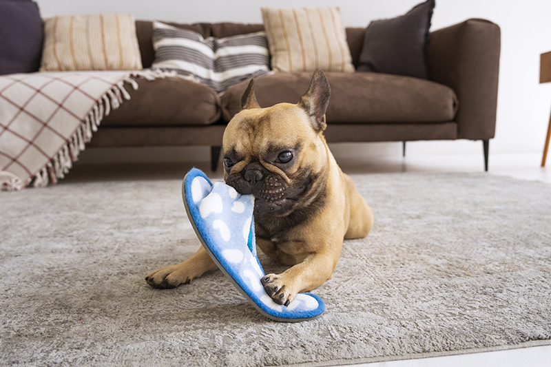 Jedlá sóda: Hrdina v boji proti zápachu z kobercov