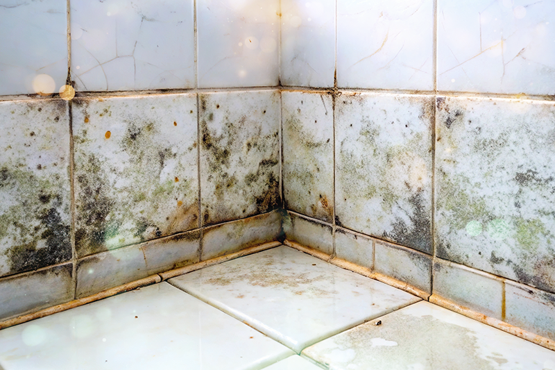 Jak odstranit plíseň v koupelně?