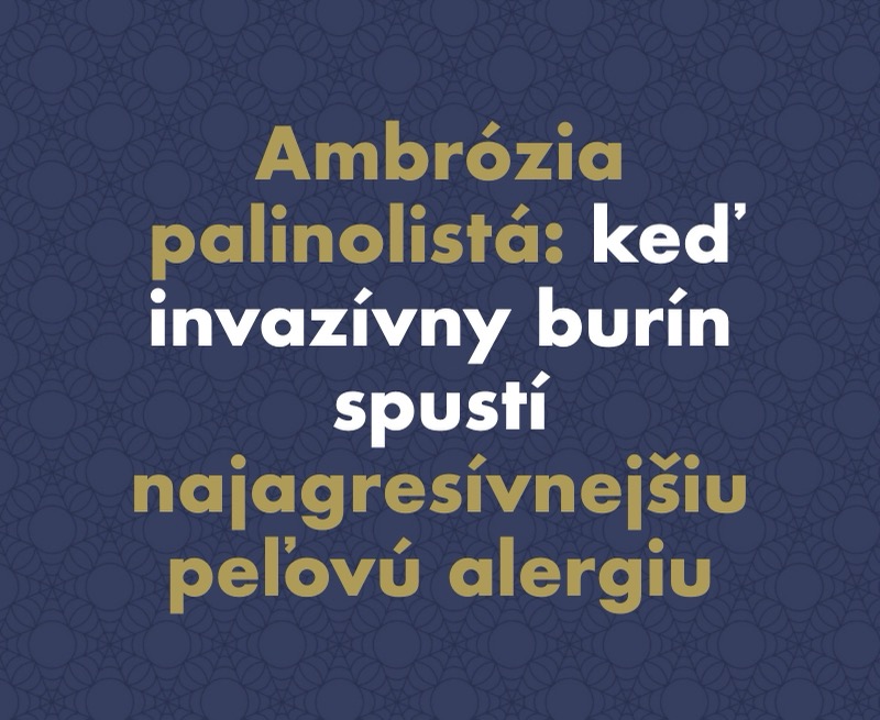 Ambrózia palinolistá: Keď invazívny burín spustí najagresívnejšiu peľovú alergiu