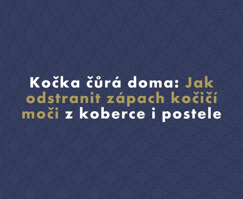 Kočka čůrá doma: Jak odstranit zápach kočičí moči z koberce i postele