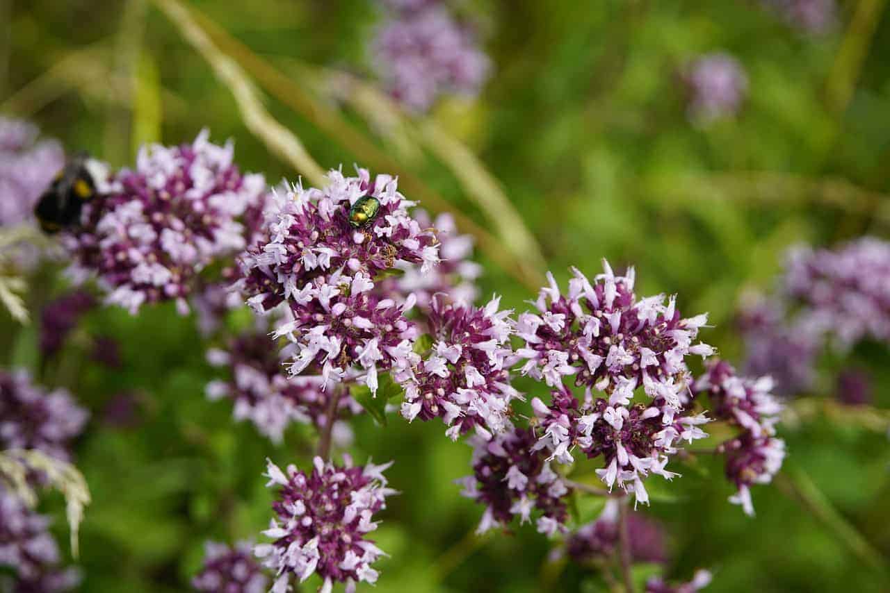  oregano flower