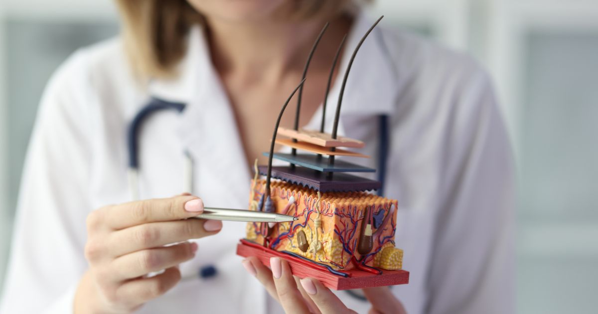 Detaillierter Querschnitt der Epidermis und Dermis