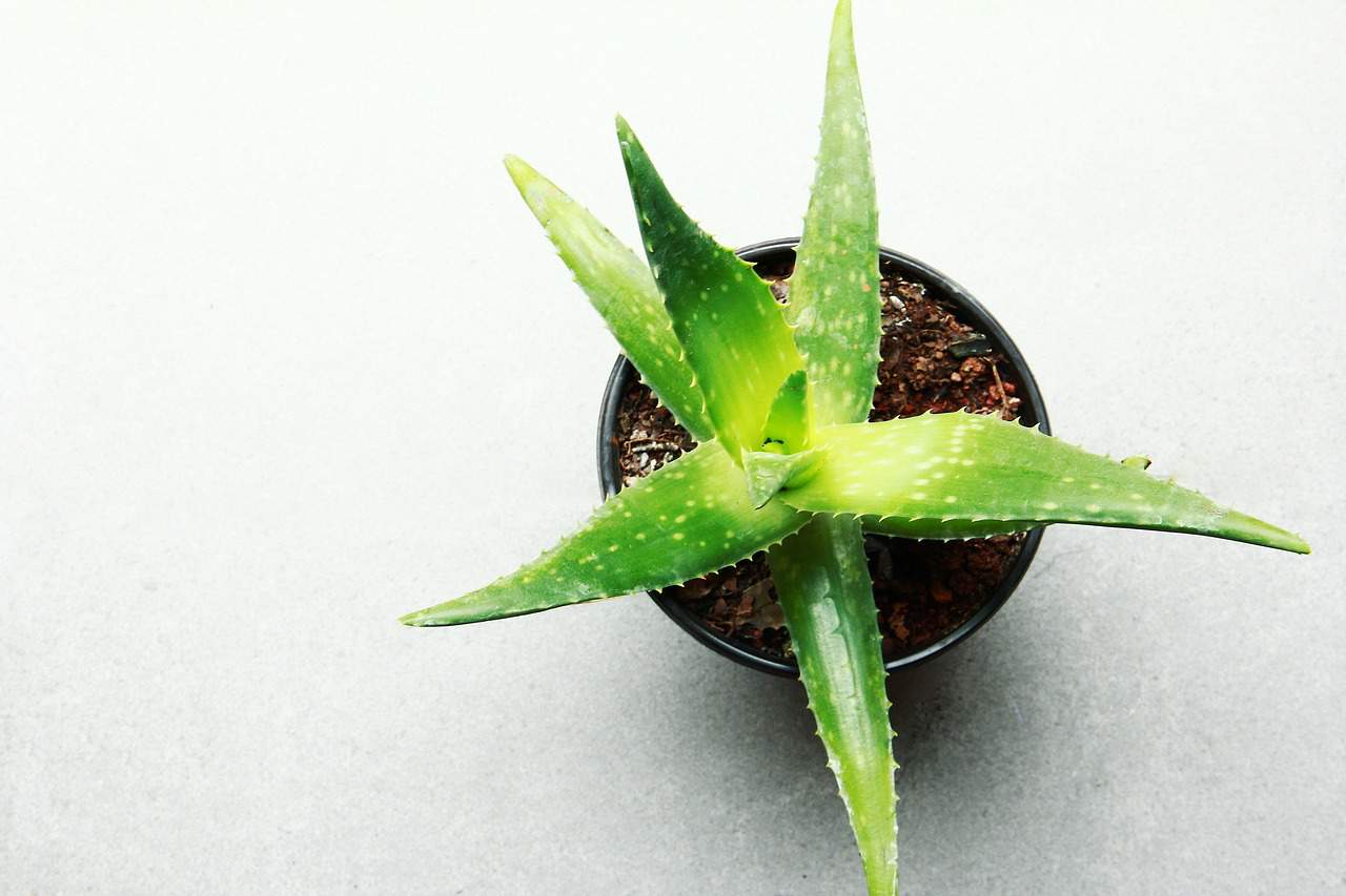 aloe-vera