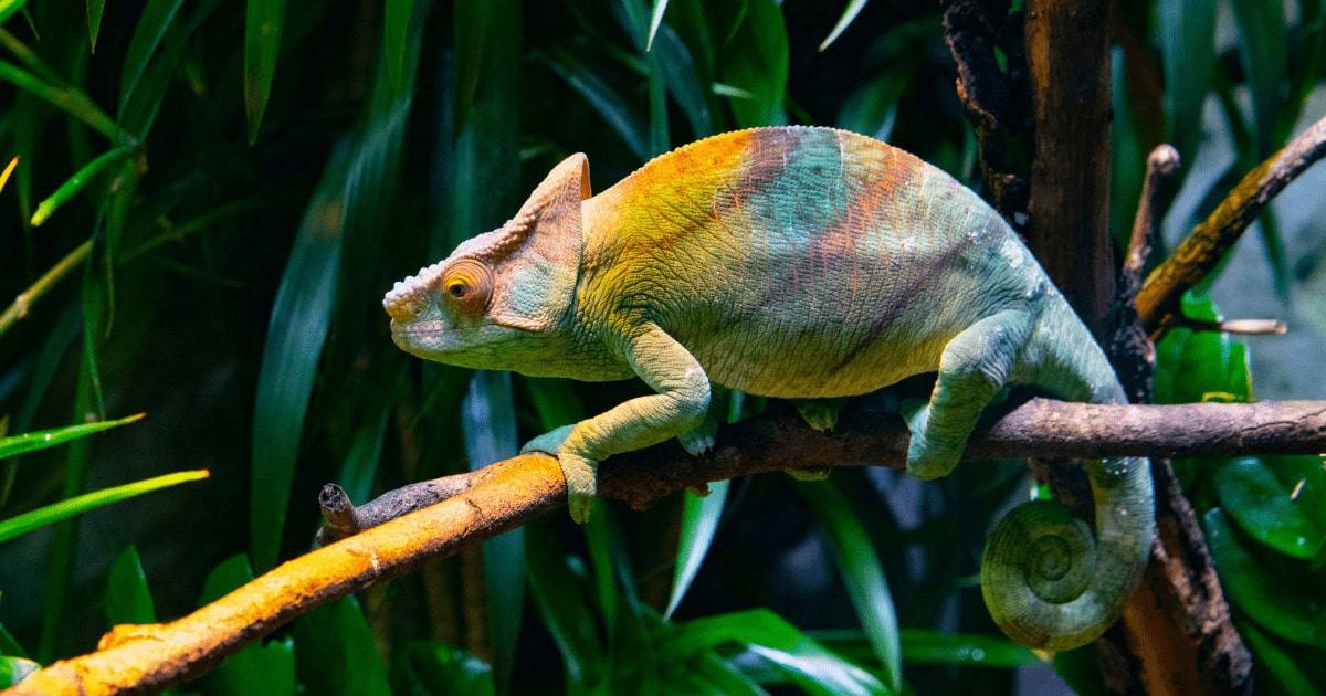 chameleon