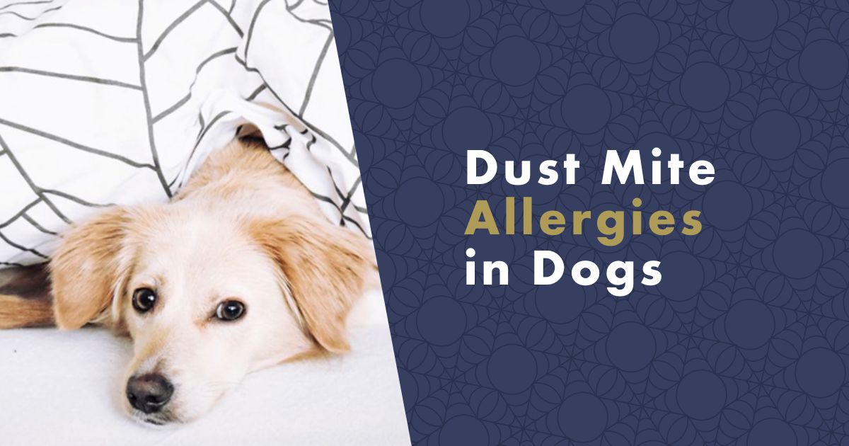 dust-mite-allergies-in-dogs-fb