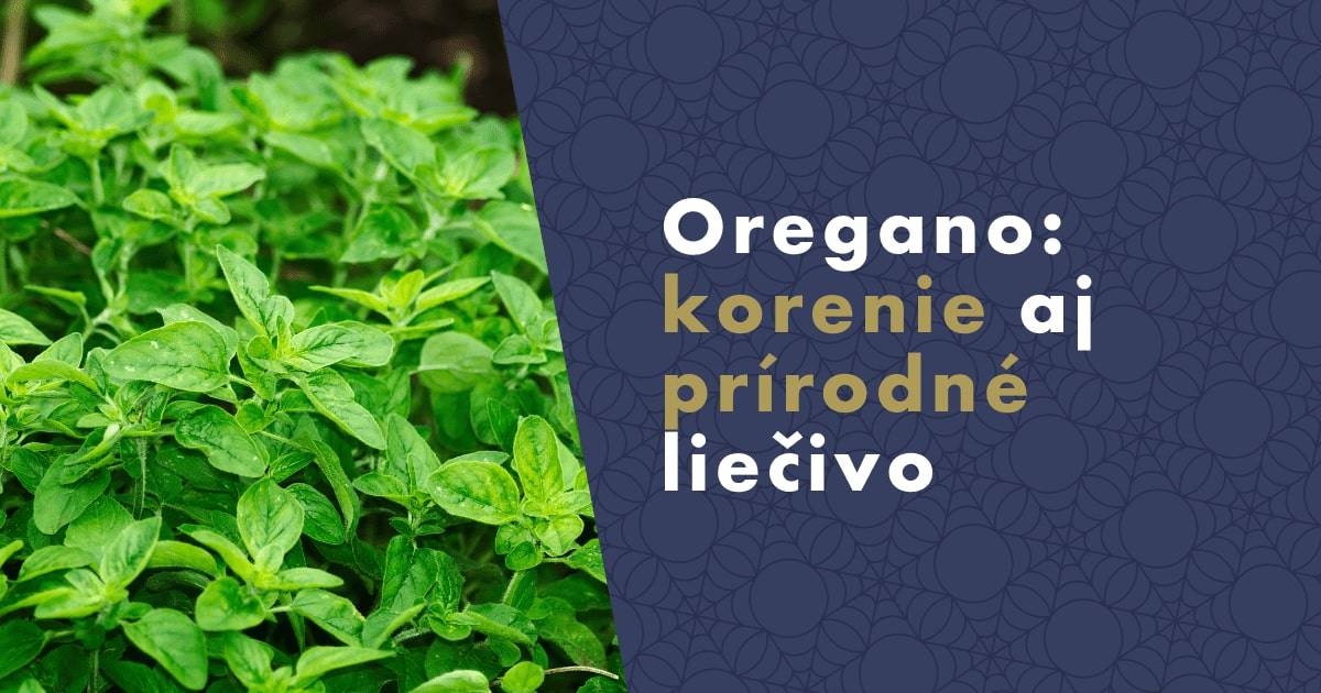 oregano-korenie-aj-prirodne-liecivo