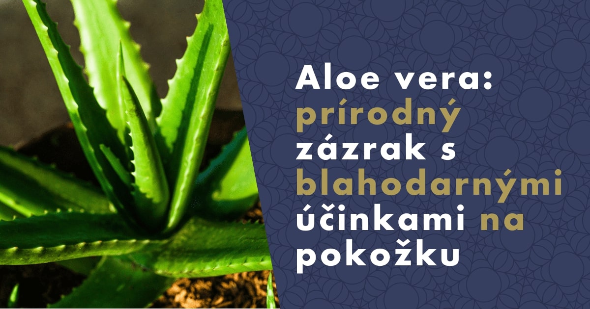 Aloe vera: Aké má účinky na pleť a pokožku?