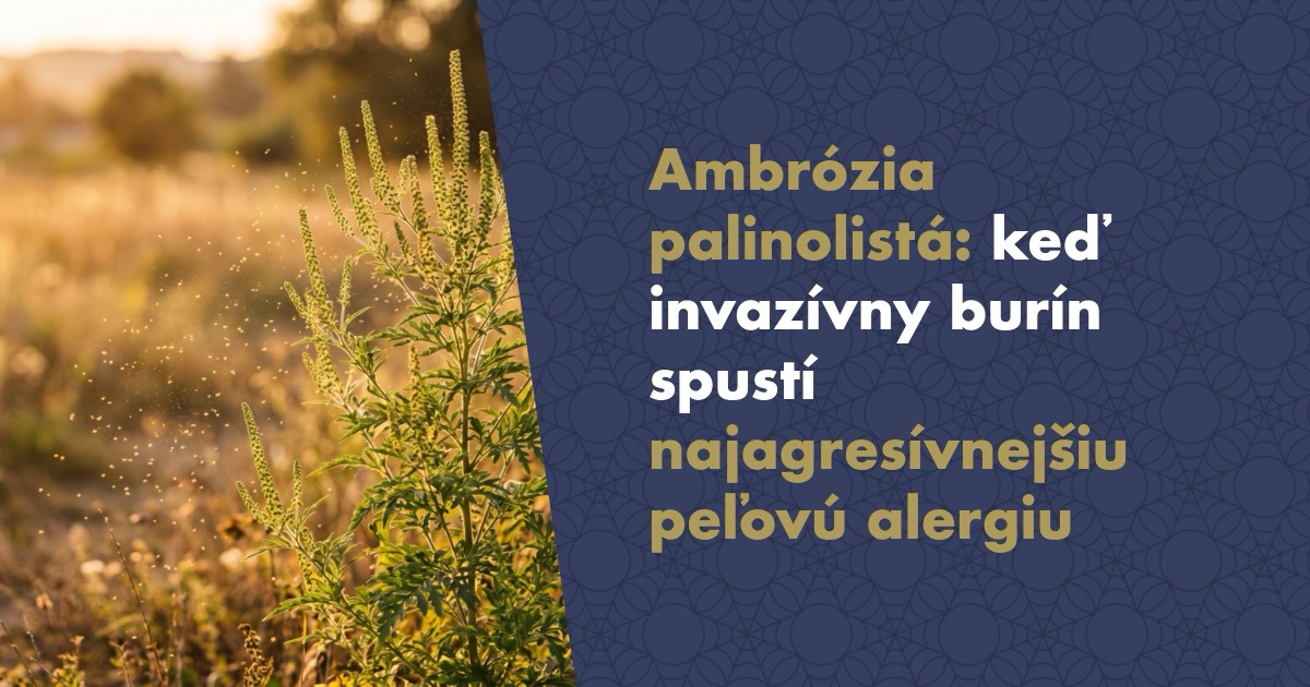 Ambrózia palinolistá: Keď invazívny burín spustí najagresívnejšiu peľovú alergiu