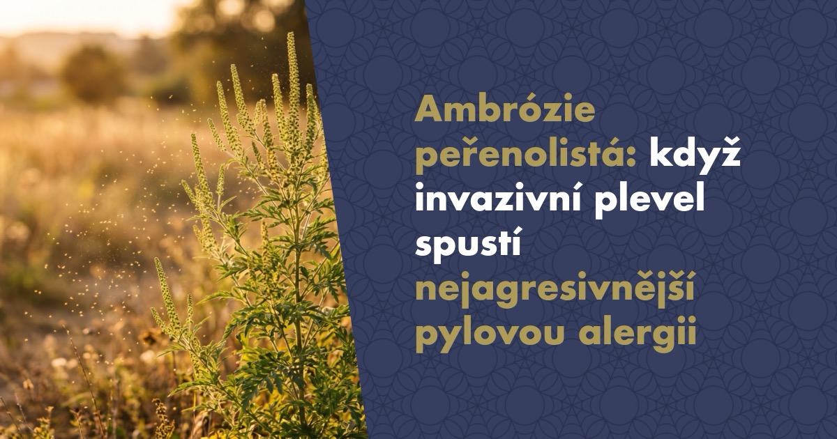 Ambrózie peřenolistá: Když invazivní plevel spustí nejagresivnější pylovou alergii