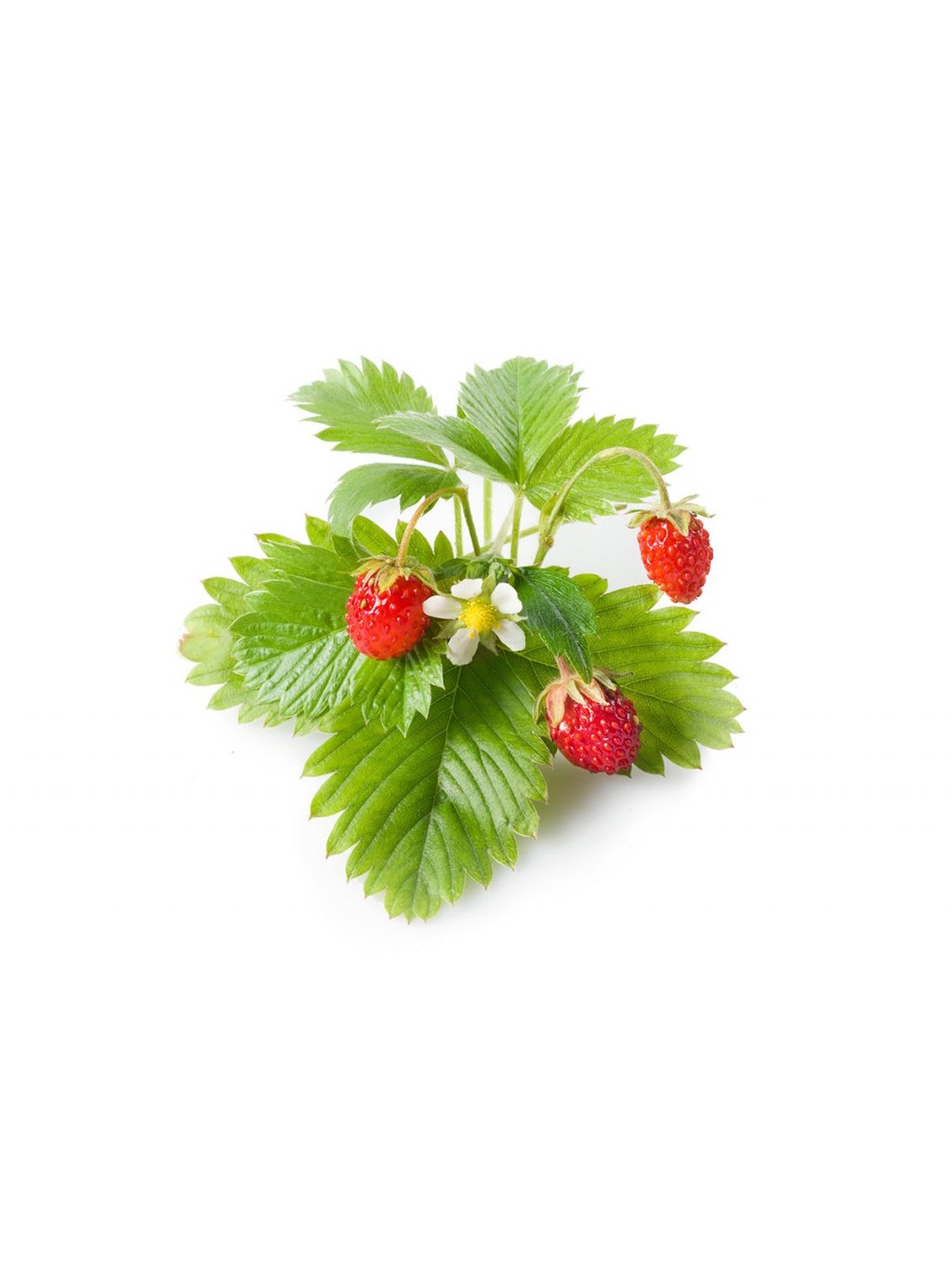 Wild Strawberry plant 1200x960 da74a06b f30e 4a94 81e6 154181b2fb7f 1200x