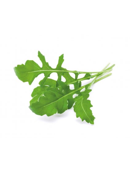 Arugula plant 1200x960 750c08bd d687 4f2e ac8e 7965d060cc5d 1200x