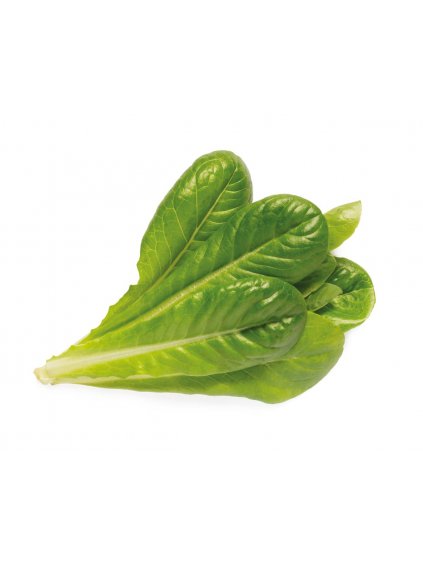 romaine lettuce 1200x960 fa928ef6 17b7 413e 97de 4d8de036c62e 1200x