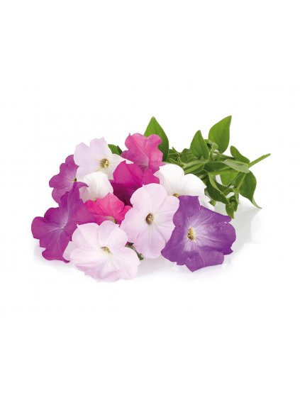 Petunia plant 1200x960 b12f2d0d faee 422b 8f16 b84e23a0b754 1200x