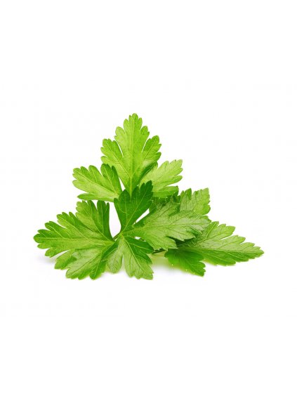 Cilantro Coriander 1200x960 aba77d8d c870 41a3 a537 751094010b1f 1200x