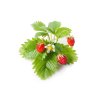 Wild Strawberry plant 1200x960 da74a06b f30e 4a94 81e6 154181b2fb7f 1200x