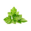 Cilantro Coriander 1200x960 aba77d8d c870 41a3 a537 751094010b1f 1200x