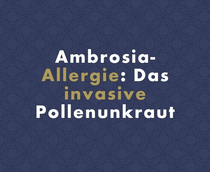 Ambrosia-Allergie: Wie ein invasives Unkraut die aggressivste Pollenallergie auslöst