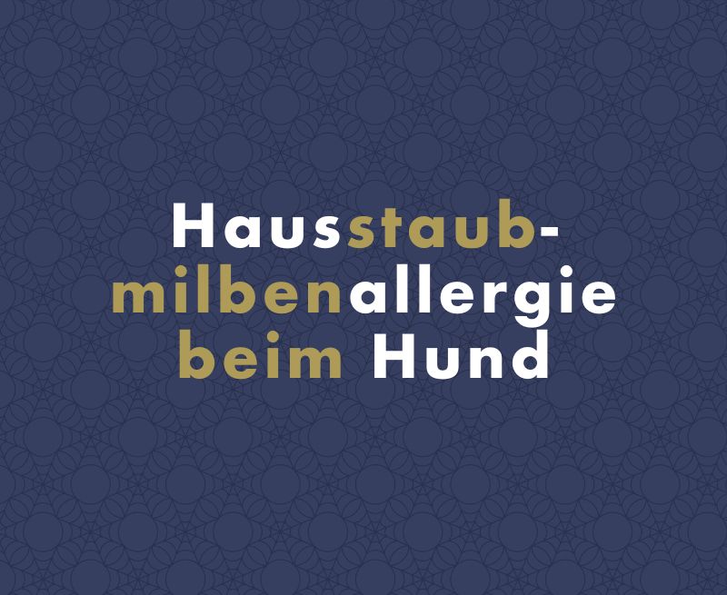 Hausstaubmilbenallergie beim Hund