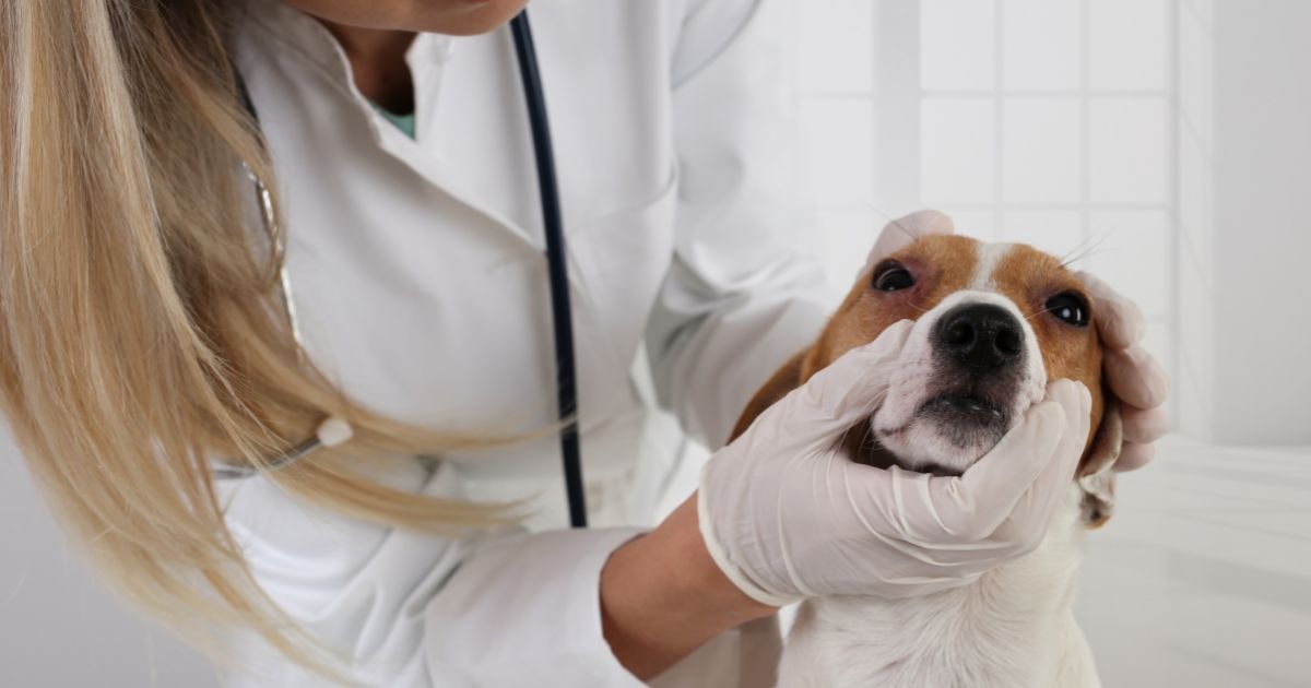 allergien-beim-hund-tierarzt-untersuchung