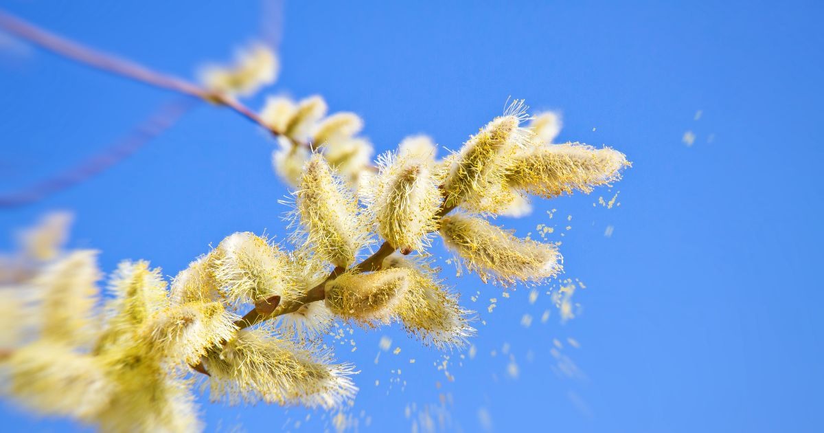 allergien-im-marz