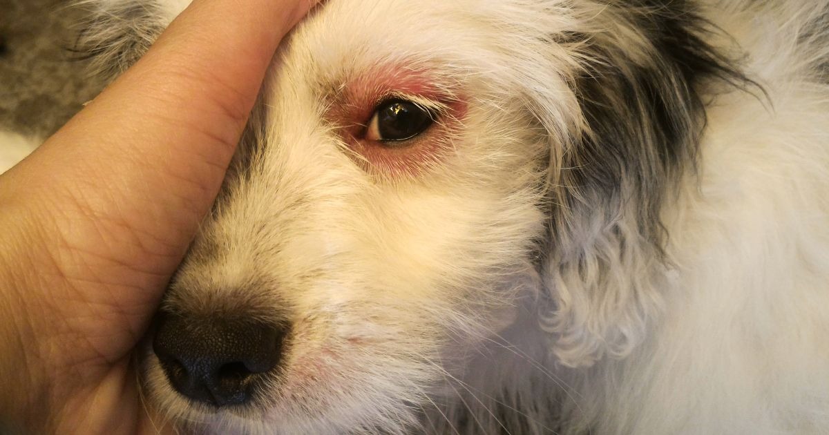 allergische-reaktion-beim-hund