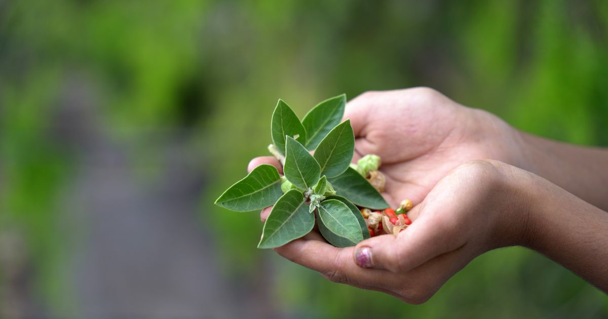ashwagandha