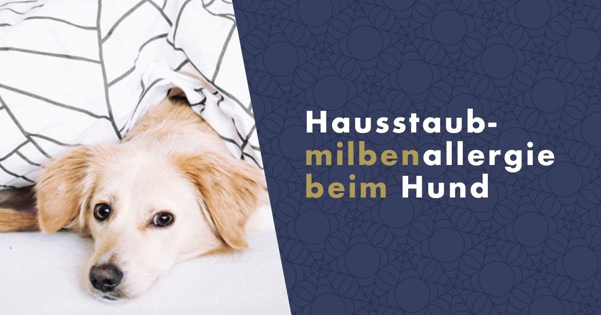 hausstaubmilbenallergie-beim-hund-fb