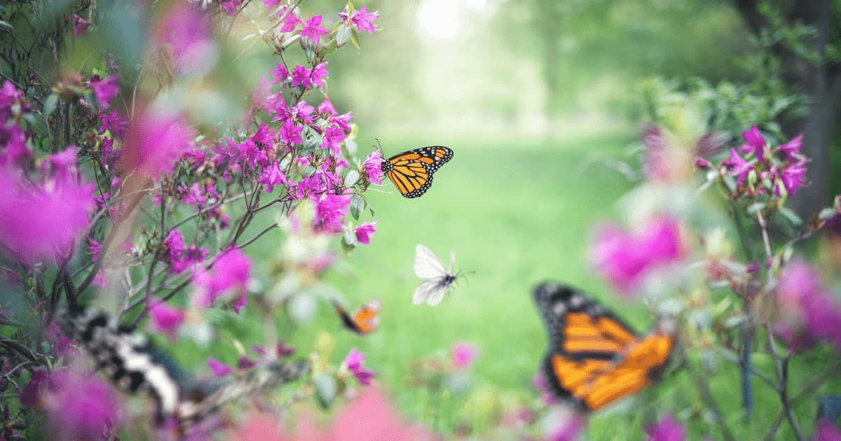 schmetterlinge-auf-einer-blumenwiese