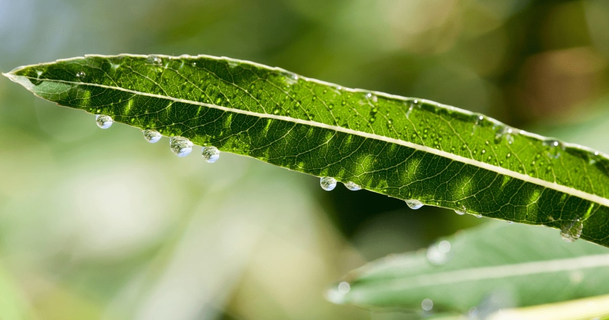 wassertropfen-auf-einem-blatt