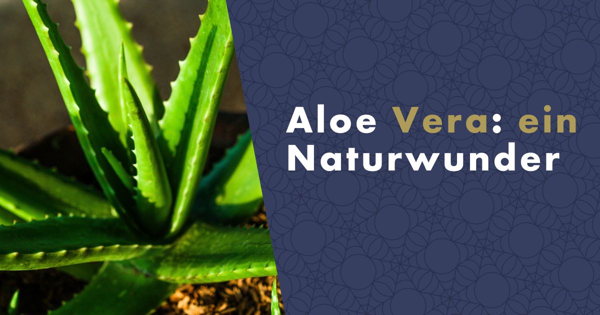 Aloe Vera: ein Naturwunder mit wohltuender Wirkung auf die Haut
