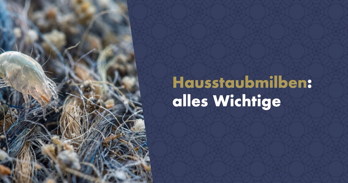 Was sind Milben und wie wirken sie sich auf Ihre Gesundheit aus?