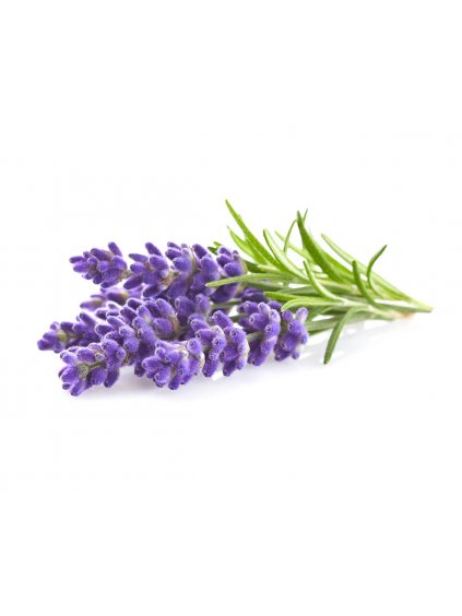 Kassetten mit Lavendelsamen für Intelligente Blumentöpfe Click & Grow - 3 Stk.