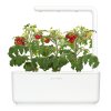 Click & Grow Kassetten mit Gemüsesamen für Intelligente Blumentöpfe 3 Stk. - Mini-Tomaten