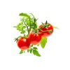 Click & Grow Kassetten mit Gemüsesamen für Intelligente Blumentöpfe 3 Stk. - Mini-Tomaten