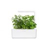 Kassetten mit Minzsamen für Intelligente Blumentöpfe Click & Grow - 3 Stk.