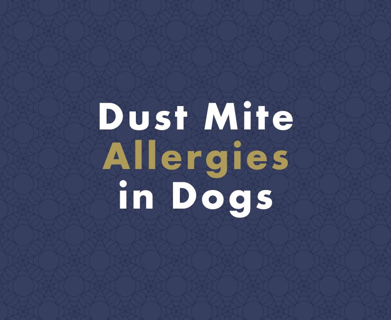 Dust Mite Allergies in Dogs