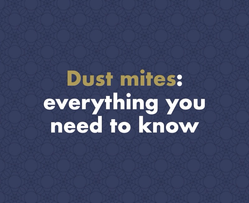 Everything You Need to Know About Dust Mites and Their Impact on Your Health
