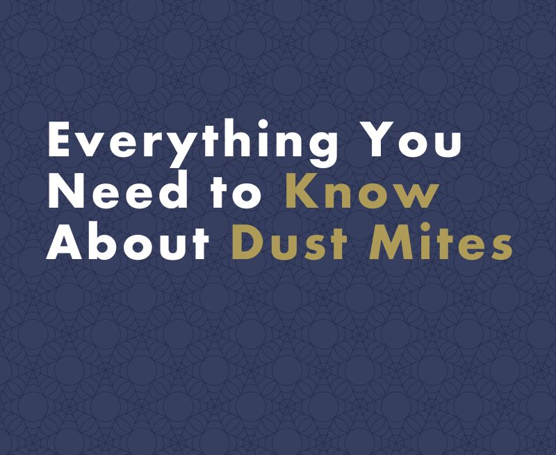 Everything You Need to Know About Dust Mites and Their Impact on Health