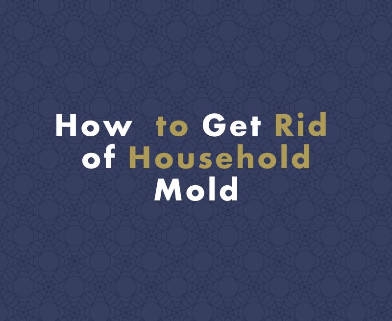 Getting Rid of Mold in the Household: Tips and Tricks