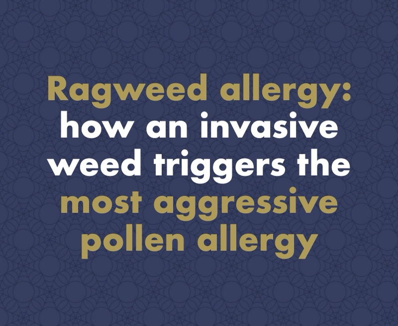 Ragweed Allergy: How an Invasive Weed Triggers the Most Aggressive Pollen Allergy of All