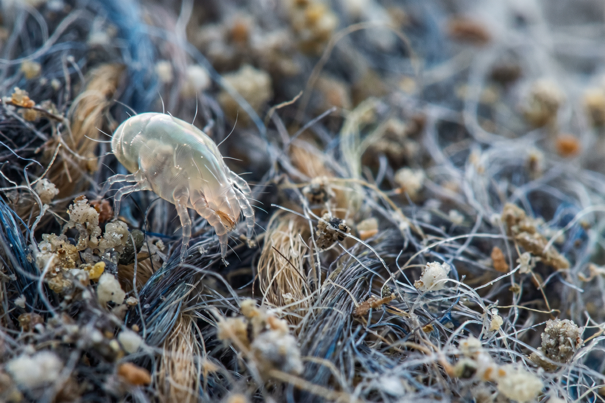 Everything You Need to Know About Dust Mites and Their Impact on Your Health