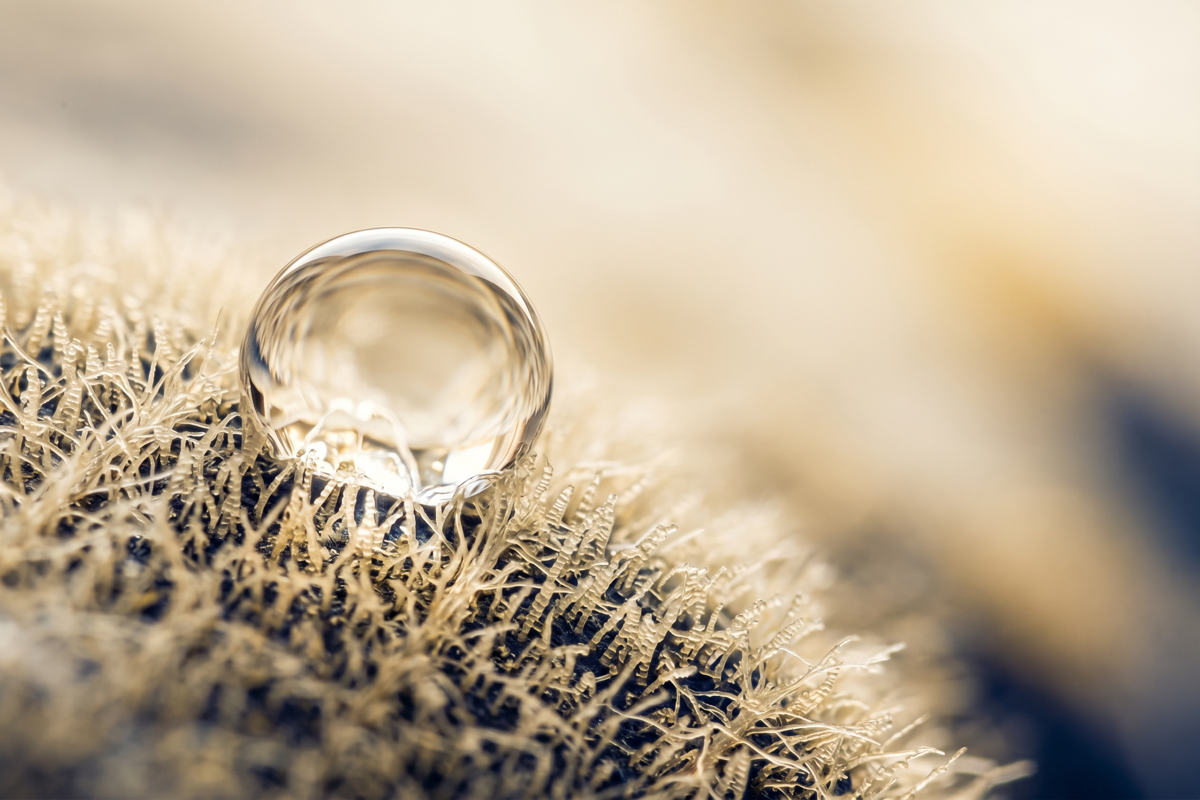 What Is Nanotechnology and Where Do We Find It in Nature?
