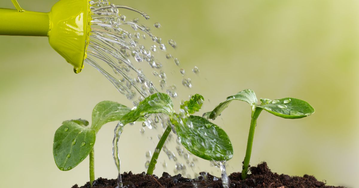 watering