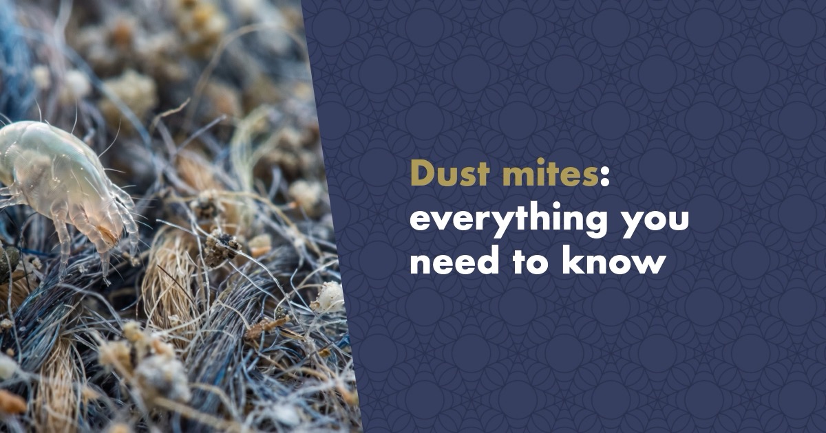 Everything You Need to Know About Dust Mites and Their Impact on Your Health