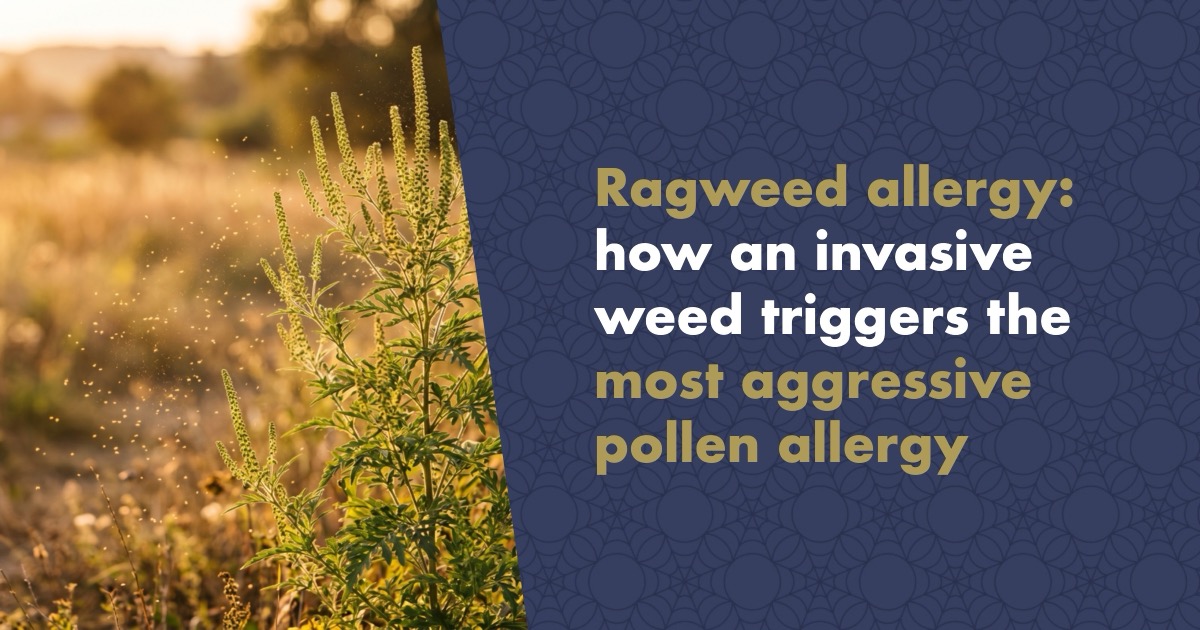 Ragweed Allergy: How an Invasive Weed Triggers the Most Aggressive Pollen Allergy of All