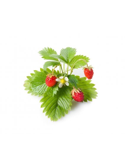 3-pack Wild Strawberries Plant Pods for Click & Grow Smart Garden