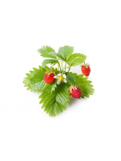 3-pack Wild Strawberry Plant Pods for Click & Grow