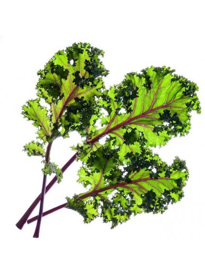 3-pack Red Kale Plant Pods for Click & Grow
