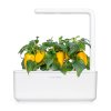 3-pack Sweet Yellow Pepper Plant Pods for Click & Grow Smart Garden